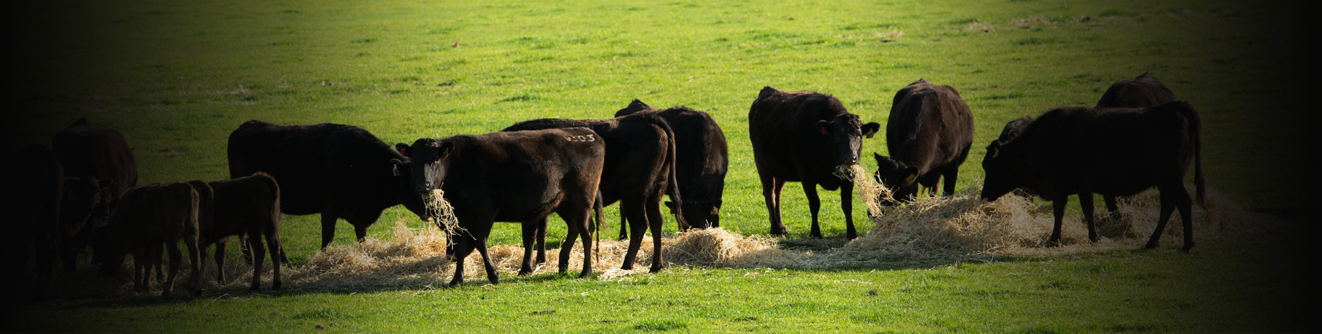 Mayura Full-Blood Wagyu grazing in open pasture on the Limestone Coast at golden hour