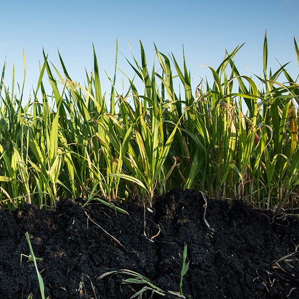 Cereal crop growing in the deep soil of Mayura Station's cropping programme, Limestone Coast, South Australia