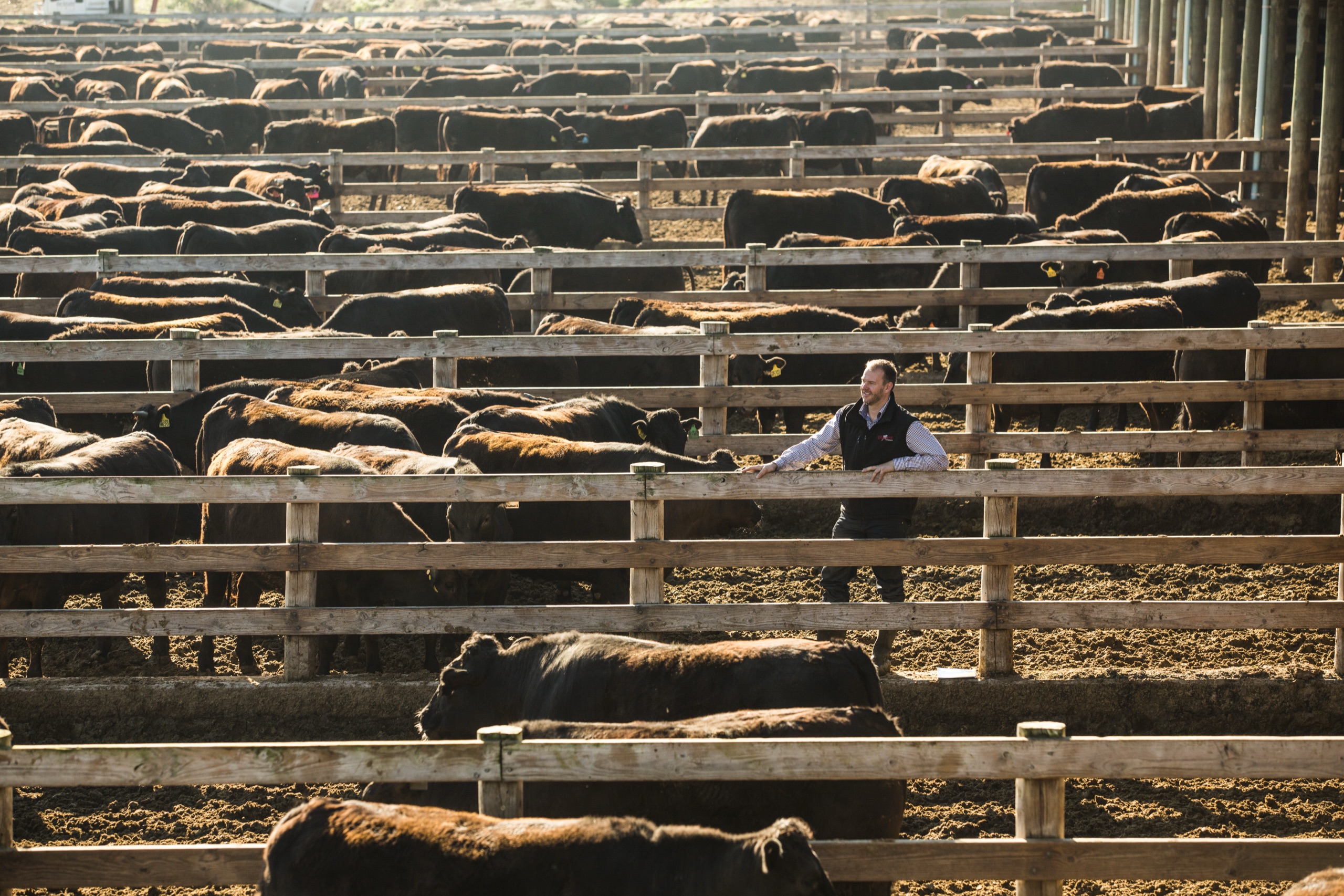 Rows of Mayura Station feeding yards in early morning light with a stockman on the timber rail