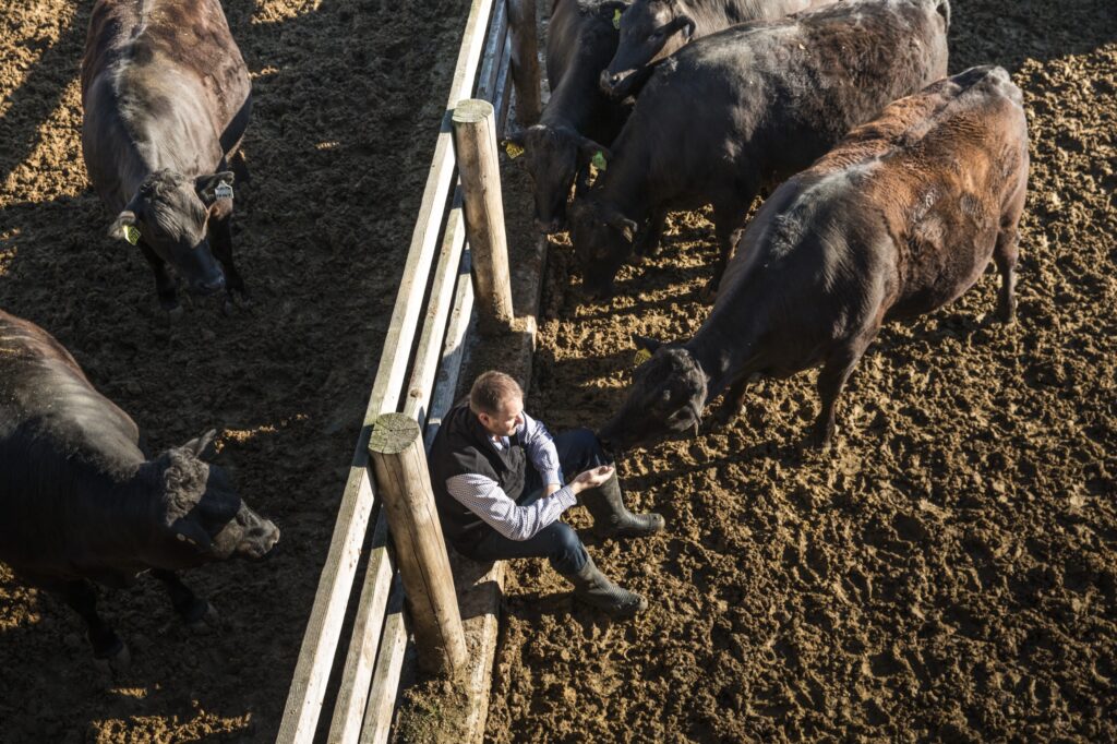Cattle being hand-fed in the yards at Mayura Station, South Australia