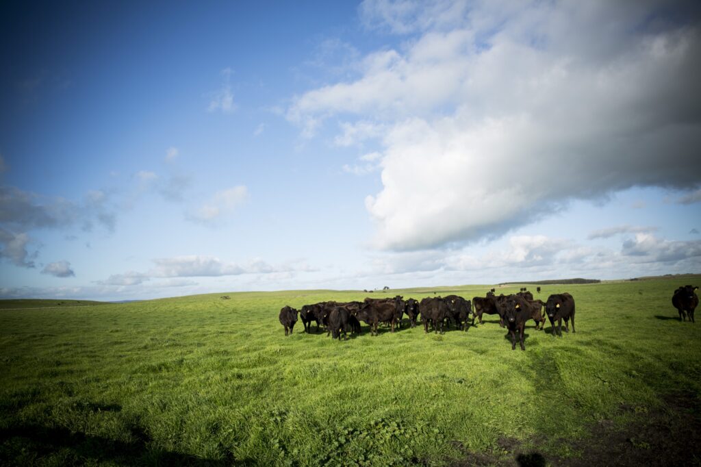 Mayura Station Full-Blood Wagyu herd on open pasture under a dramatic sky