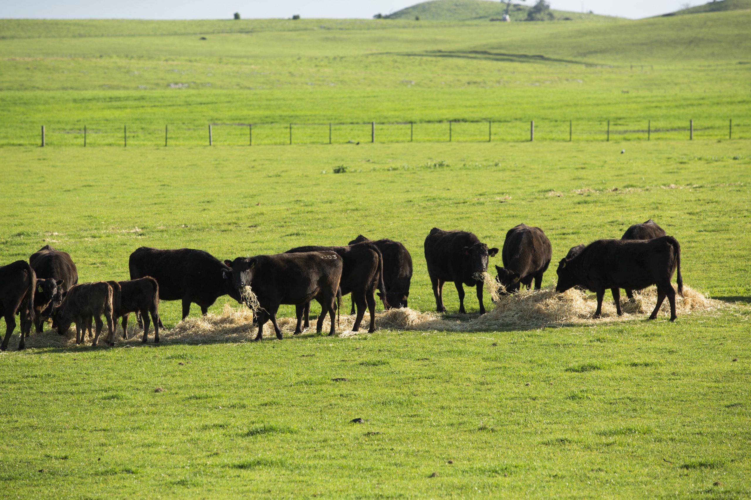 Full-Blood Wagyu herd grazing on open pasture at Mayura Station