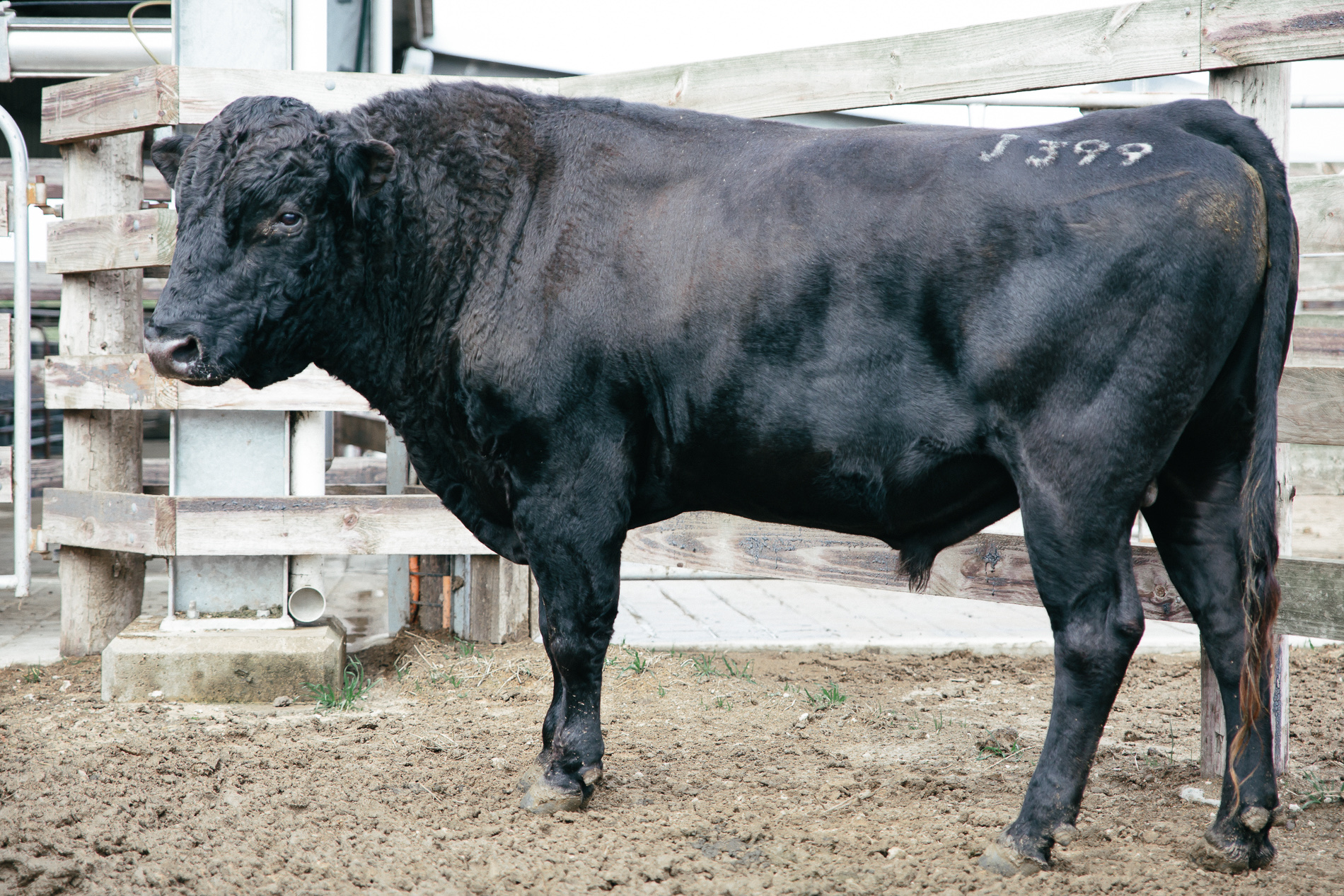 Full-Blood Wagyu stud bull J399 in a yard at Mayura Station