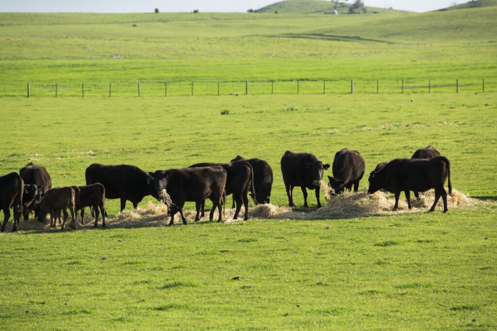 Full-Blood Wagyu cows and calves grazing on green pasture at Mayura Station