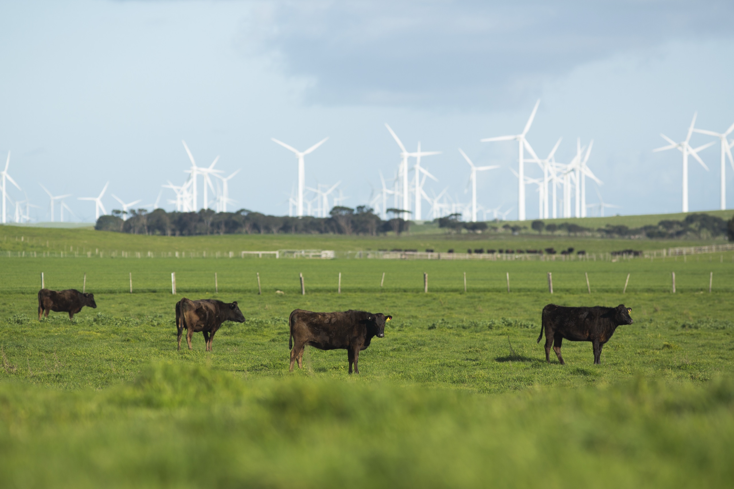 Full-Blood Wagyu cattle grazing on open pasture with wind turbines on the horizon