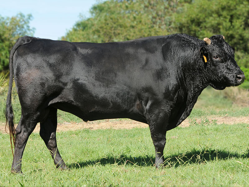 Itoshigenami Jnr was identified as an outstanding sire and is a foundation sire for both our branded beef and female breeding programs.
